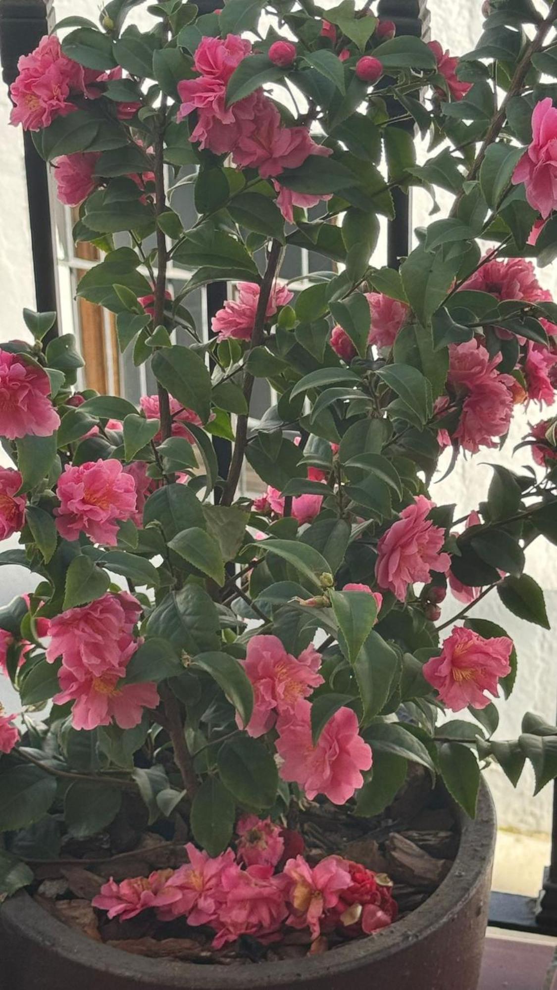 Holiday home Camelias *